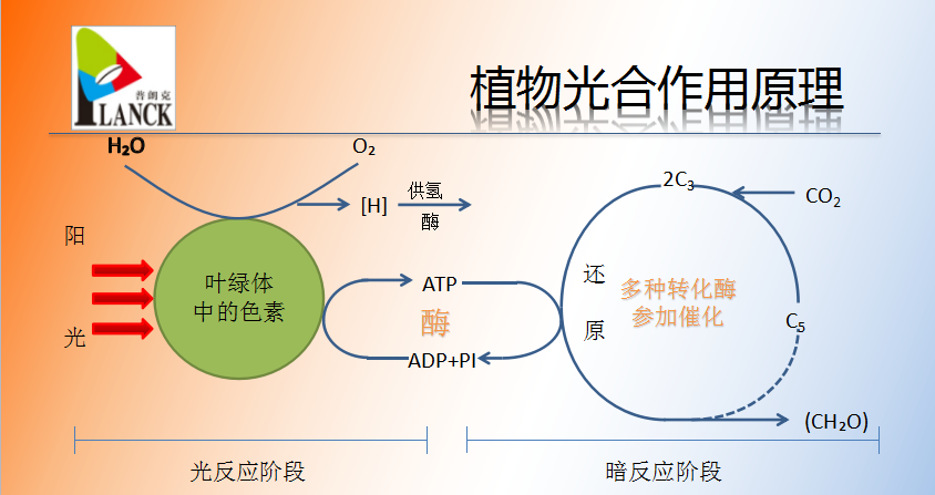 植物光合作用原理